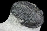 Detailed Austerops & Gerastos Trilobite Association #76981-7